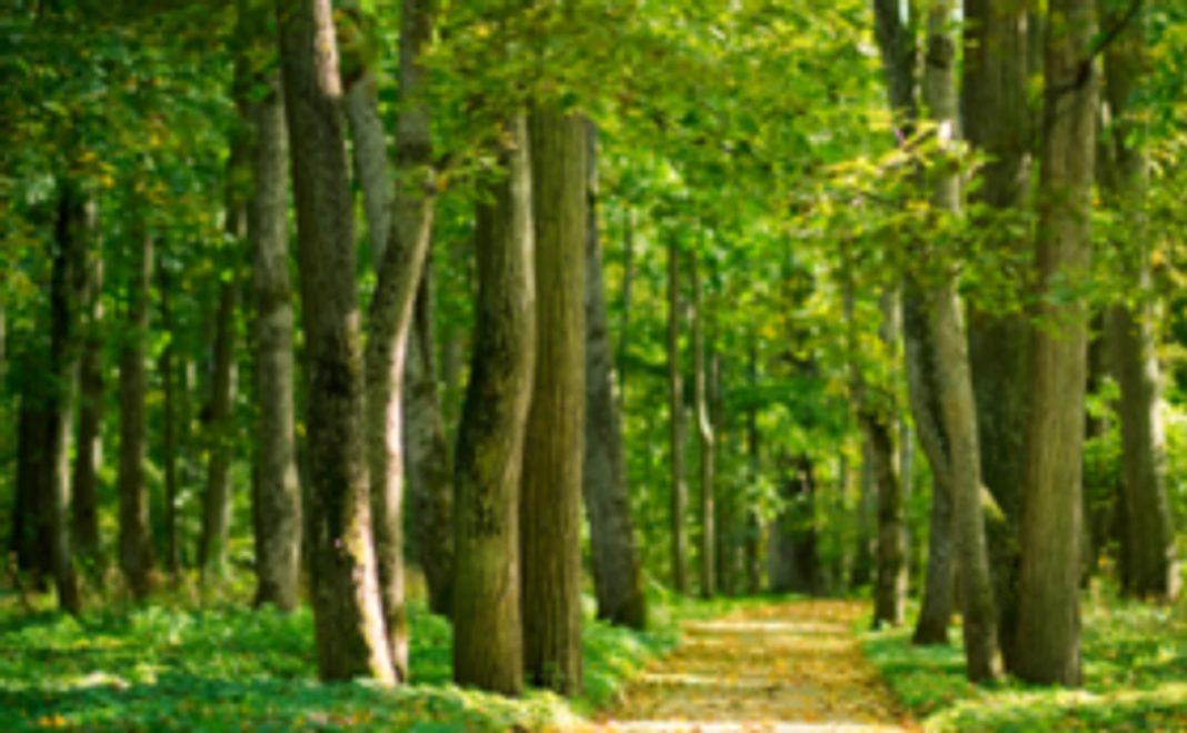 持続可能な社会を実現しよう