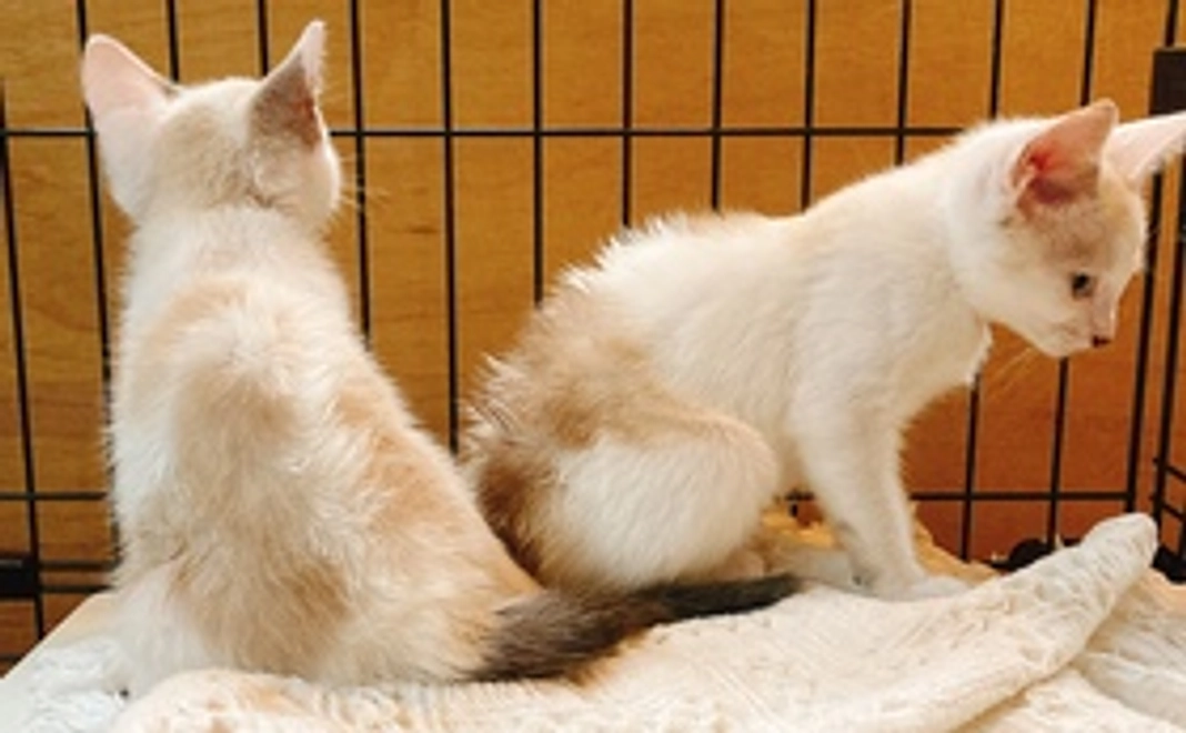 ちょこっと応援コース