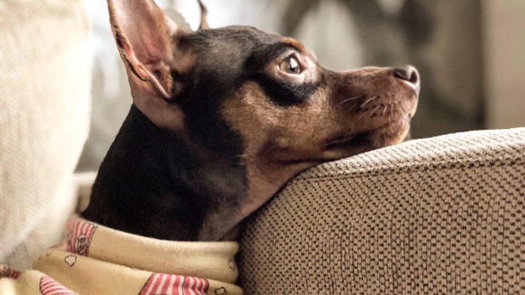 保護犬を幸せわんこに。 重度の心臓病が見つかった愛犬の手術をしたい