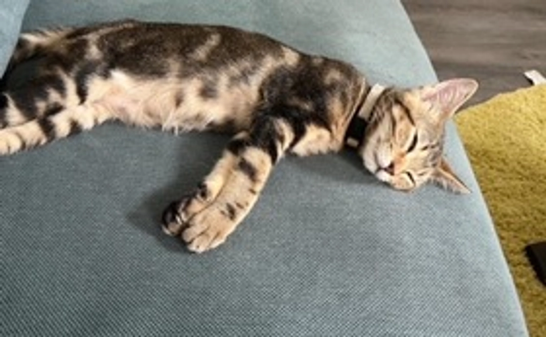 ちまき応援コース1