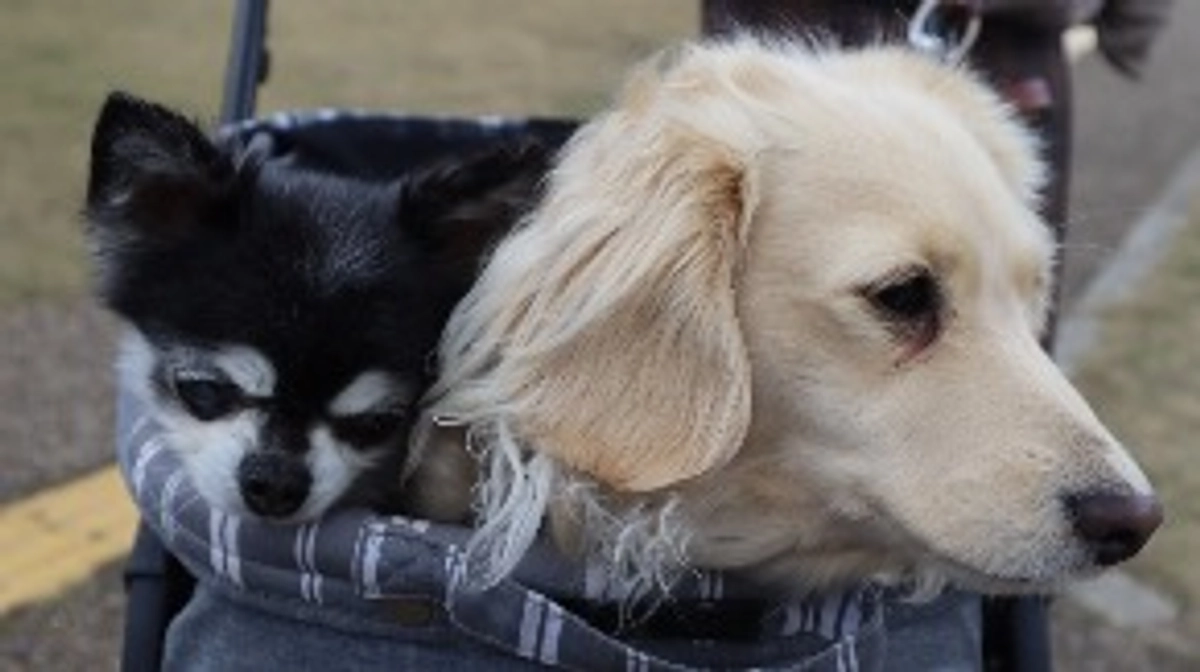 今日は近くの公園お散歩です