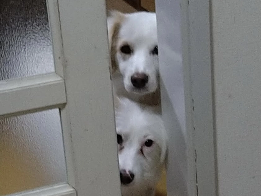 里親さまからのメッセージ　チャイとルルンのご家族より