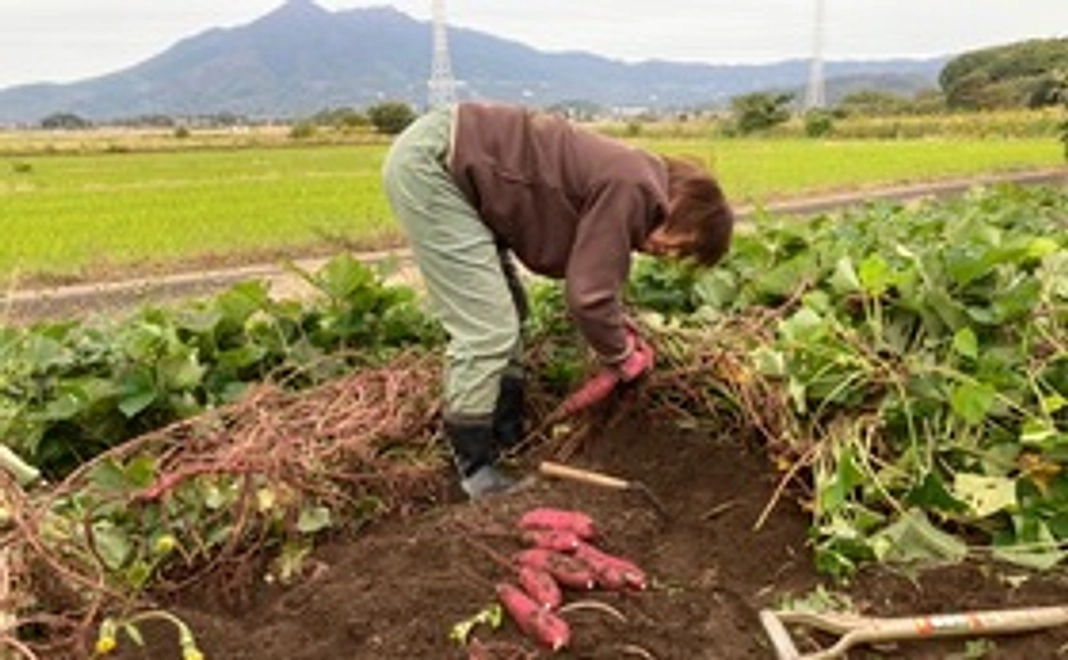 [3000円とにかく応援したいコース] 半夏生米を理解したので応援しよう③