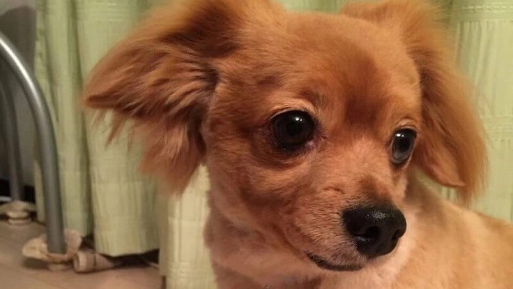 【僧帽弁閉鎖不全症、手術費用支援のお願い】愛犬シアを助けてください
