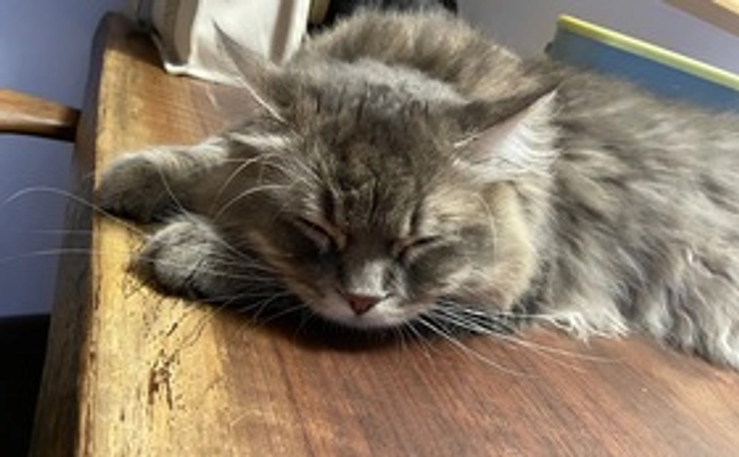 ベルちゃん応援コース（3000円）