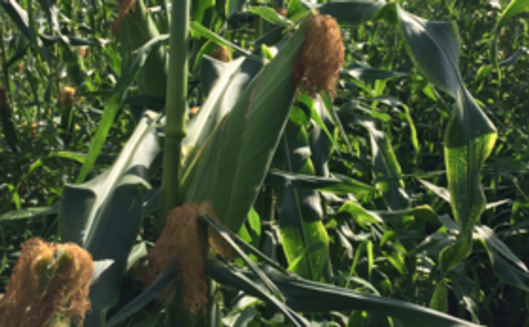 有機栽培米新潟コシヒカリ5kg＆野菜セット＆にいがた地鶏のたまご＆甘酒＆漬物