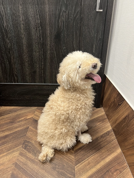 ましゅうの術後の様子につきまして