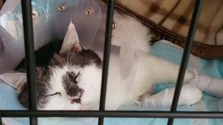 車に轢かれて放置された保護猫を救いたい