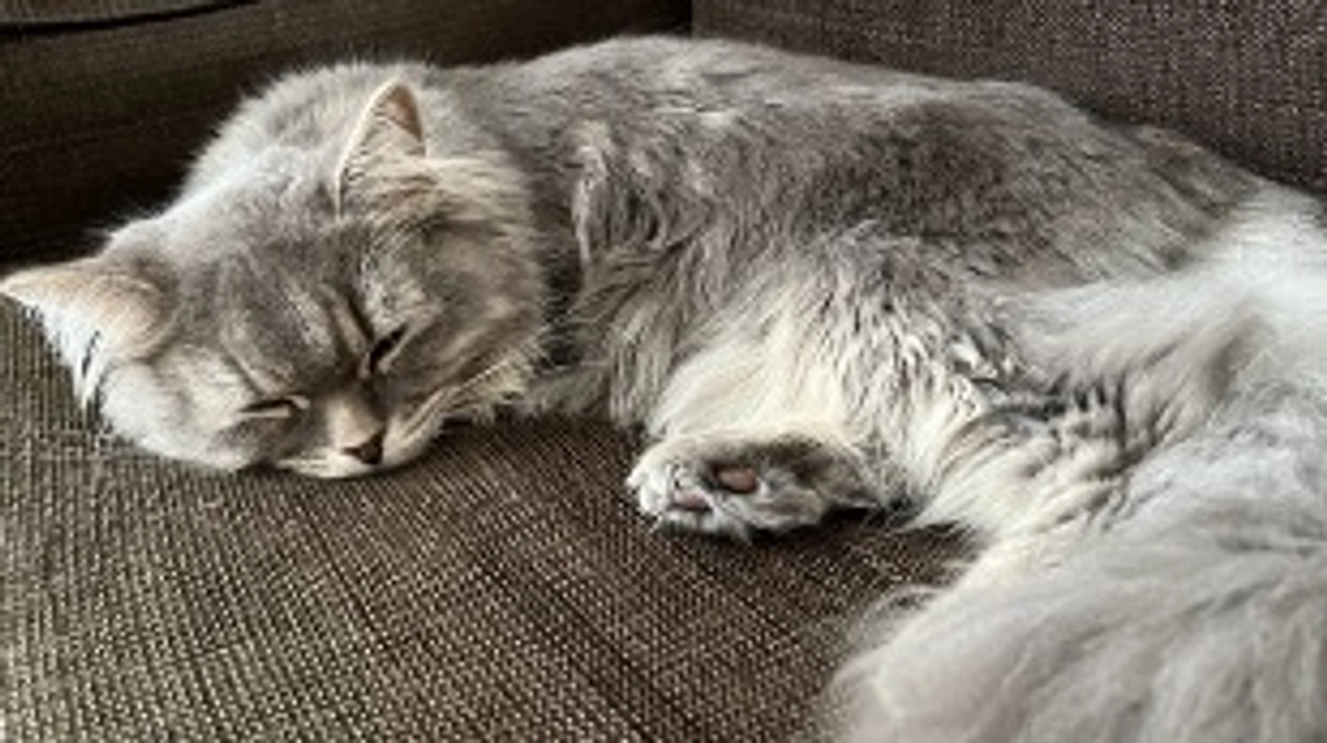 むぎの様子がおかしいと気付くまで