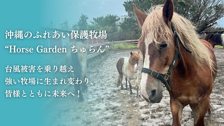 動物たちが安全に暮らせるように。沖縄の保護牧場「ちゅらん」再建へ！