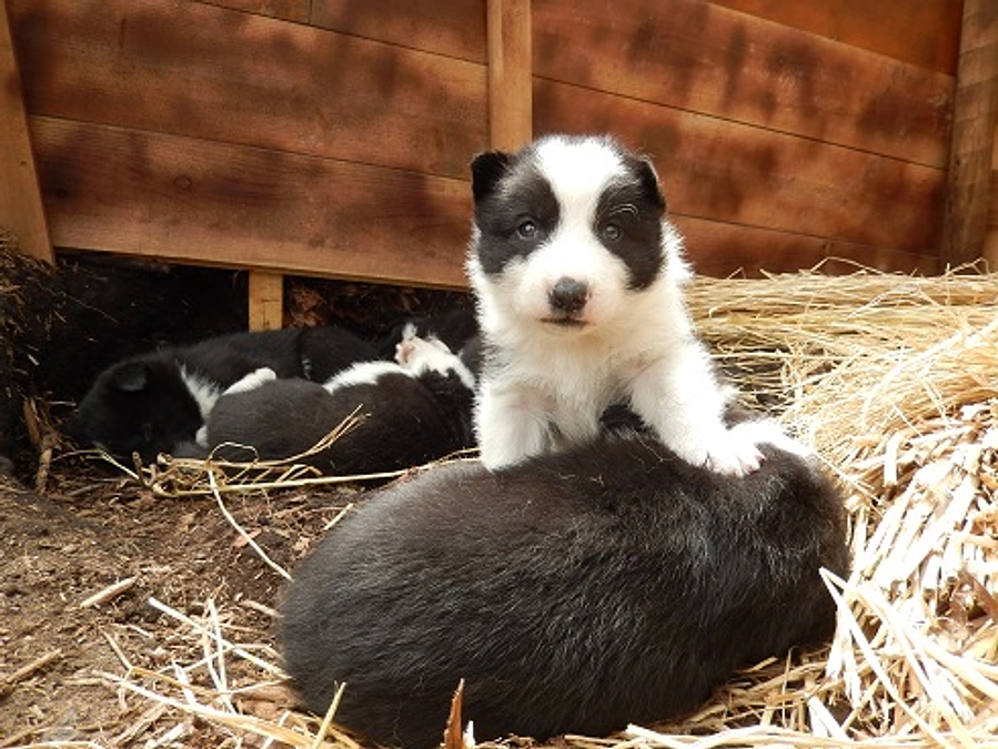 お礼メッセージ：残り19日で支援者500名に到達。繁殖小屋の全容とそこで行う幼少期の訓練