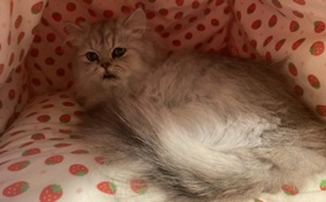 1000円(リターン不要)ばぶ応援