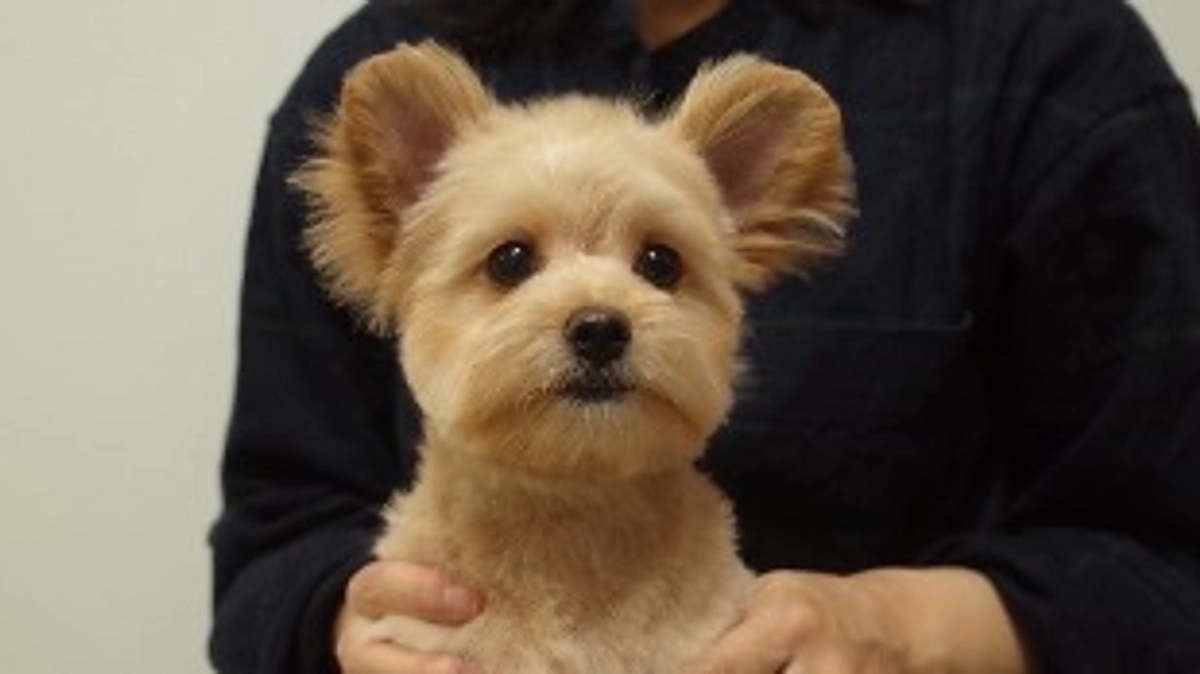 卒業犬こむぎちゃんのママさんから応援メッセージをいただいております！