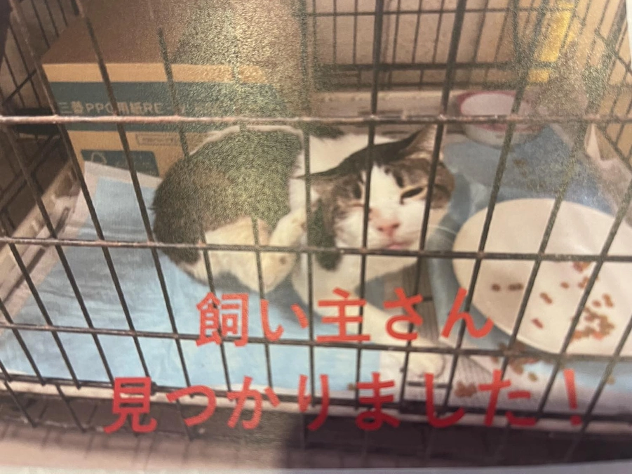  キジ白猫さん、飼い主さんが見つかりました！!みなさん、本当に拡散ありがとうございました！