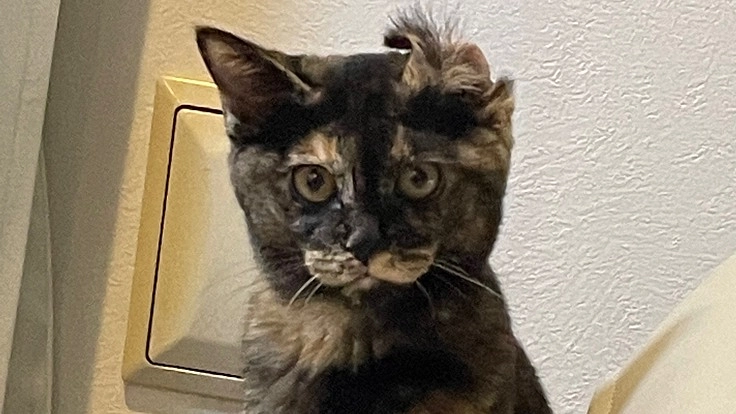 おこげのFIP(猫伝染性腹膜炎)治療にご支援をお願い致します