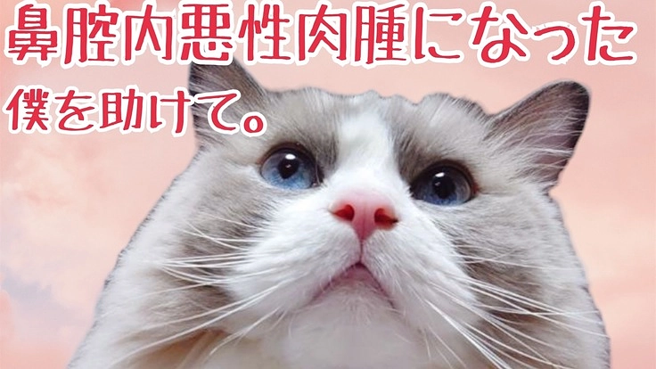 珍しい鼻腔内悪性肉腫と診断された愛猫エース君の命を助けたいです!