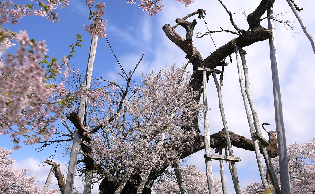 3,000円プラン ◎ご支援よろしくお願いいたします。