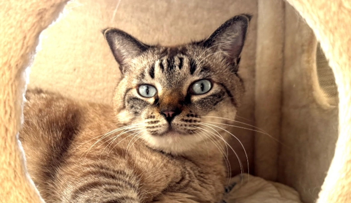 長男猫のスモーキー