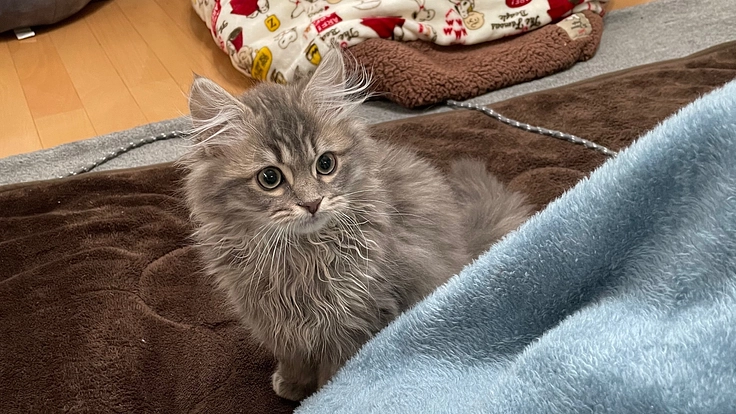 FIP（猫伝染症腹膜炎）と戦っているベルちゃんを助けて下さい！