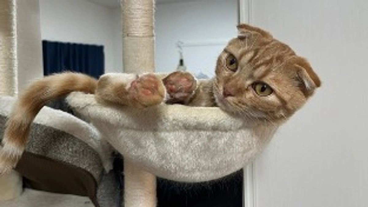 FIP経過観察10日目