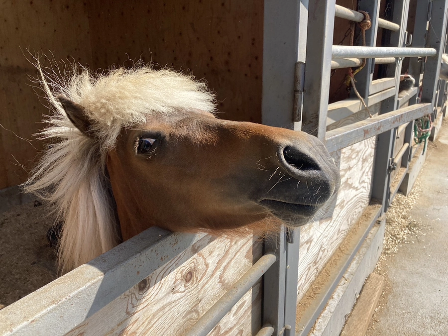 いよいよ残すところあと24時間！　ポニーの名前が決まりました🎵