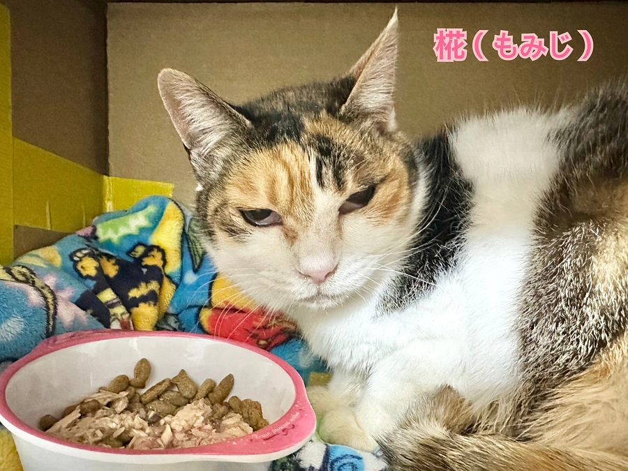 高齢猫   血尿と角膜炎改善傾向へ