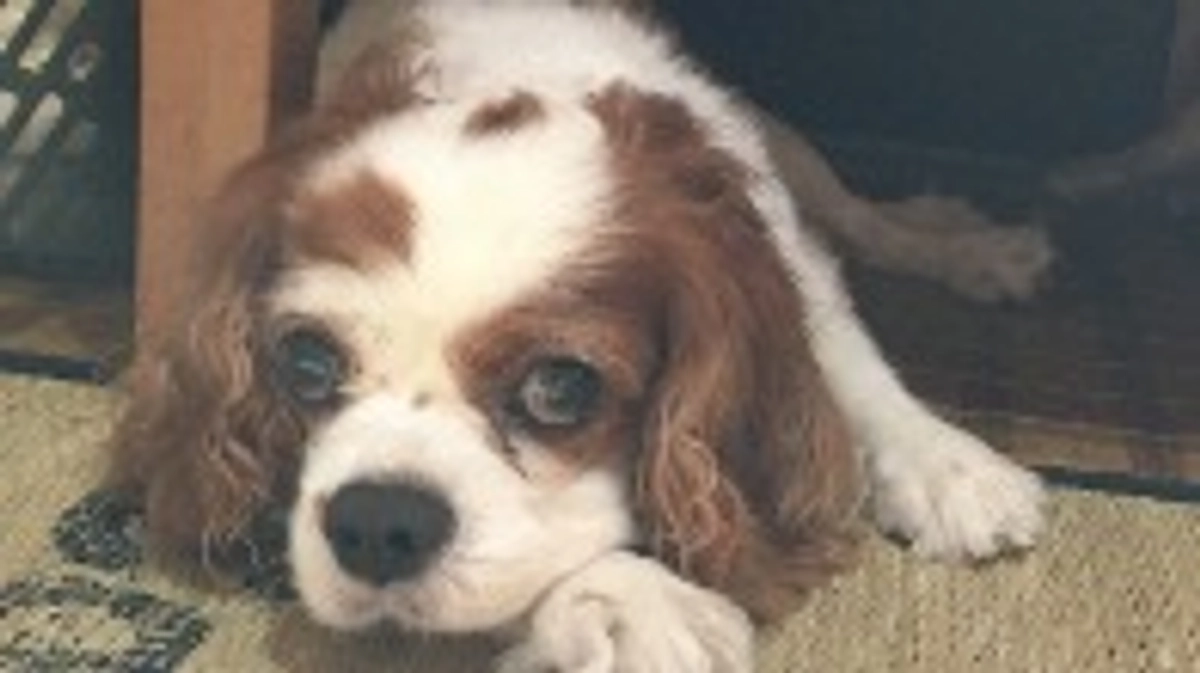 代理支援のご案内（掲載終了）