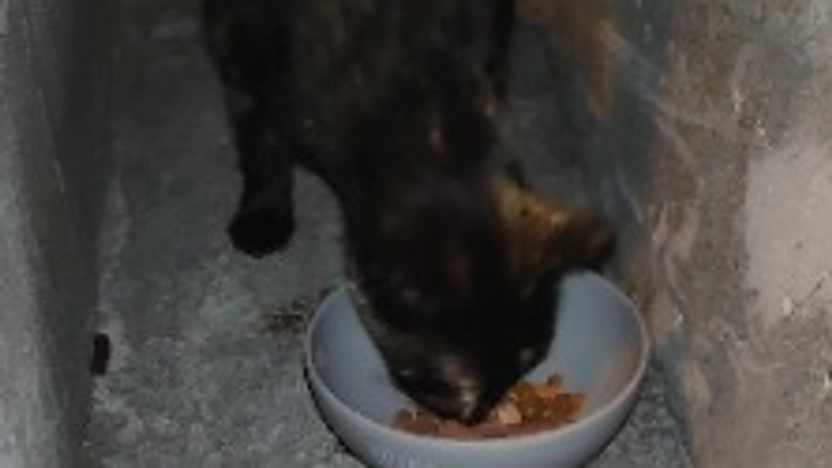 譲渡先のこてつ