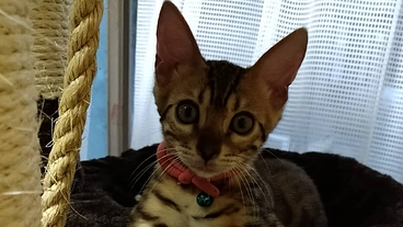 消化器型リンパ腫の3歳ベンガル猫を救う為の治療にご支援お願いします のトップ画像