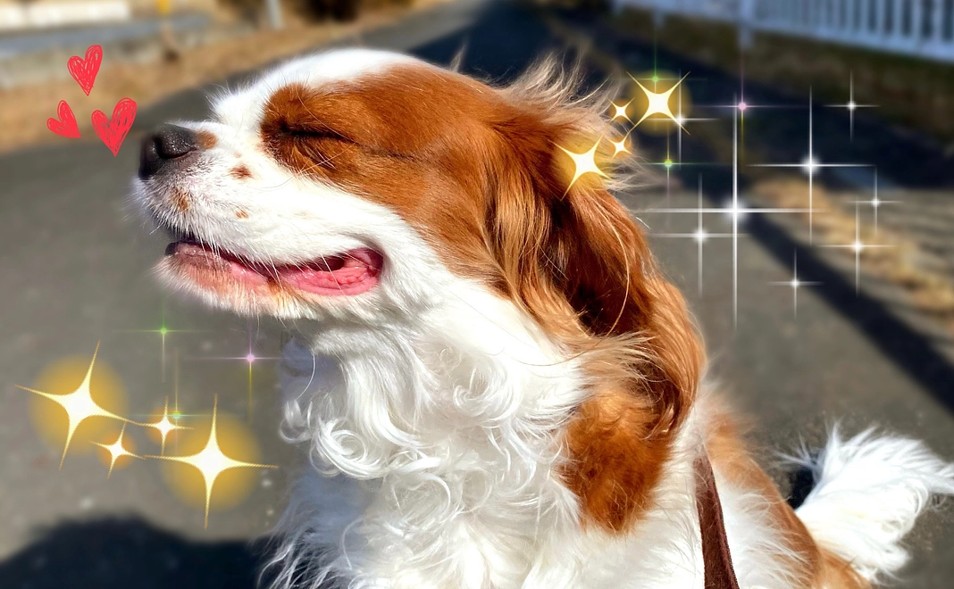 感謝のメール＆らぶの写真(1,000円)