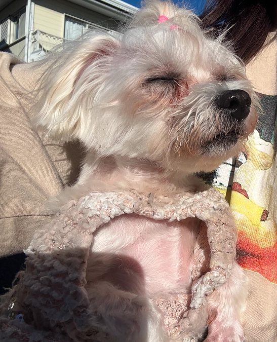 🚨本日最終日   残り8時間🚨 