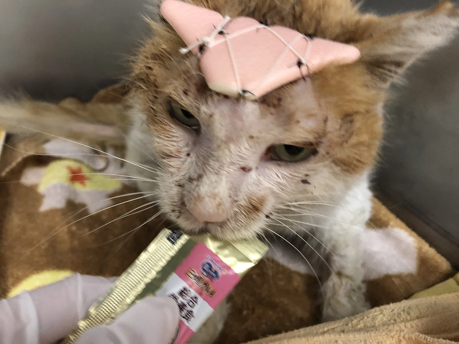 わたし、体重2.2kgから2.4kgに増えたよ！みなさん、助けてくれてありがとうございます