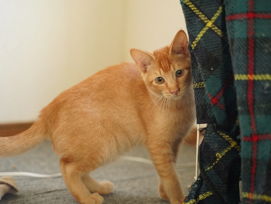 ちゃび君（子猫）の里親が決まりました！