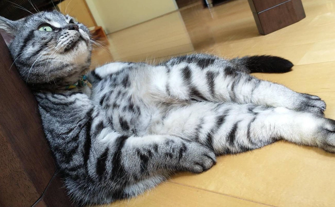 ラテを助けてください！拡散もして頂けると嬉しいです。【1】