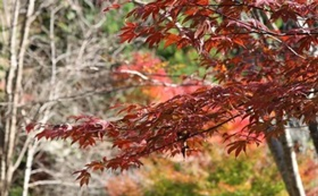 紅葉コース