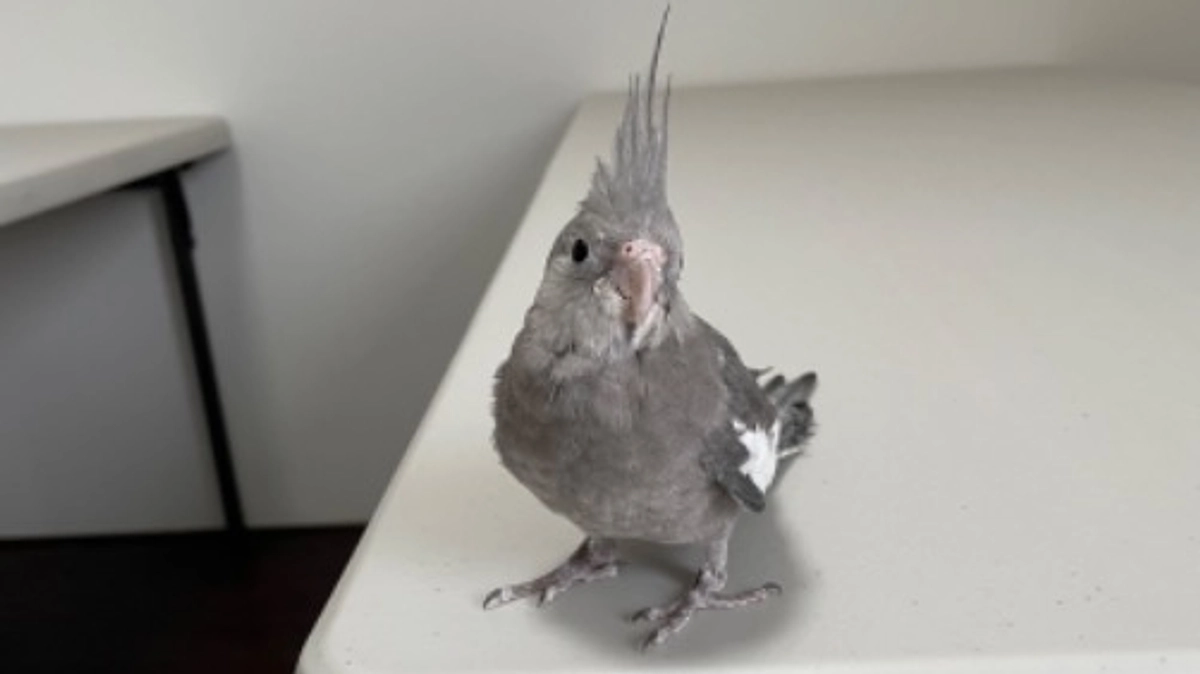 【リターン品のご紹介②】好評の愛鳥セミナーへご案内