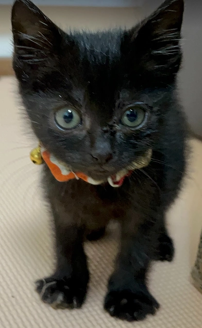 【活動報告】1年後に戻ってきたチョコくん