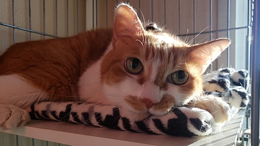 FIP闘病中のいっちゃんを救いたいです！助けてください！！ のトップ画像