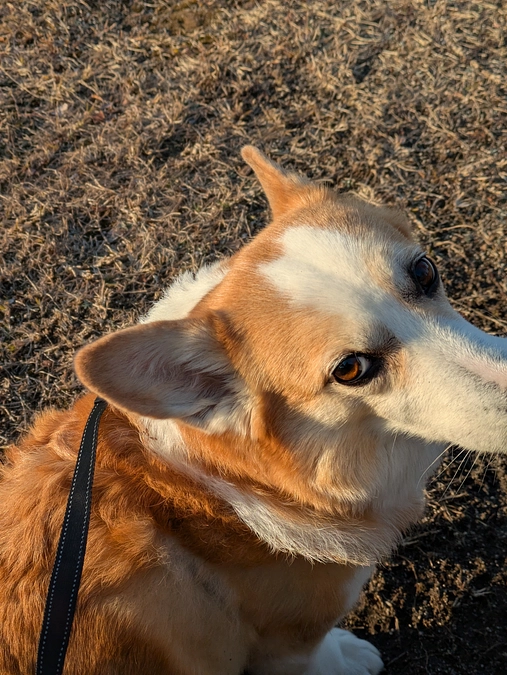 お散歩仲間のジョギングおじいさんとの再会