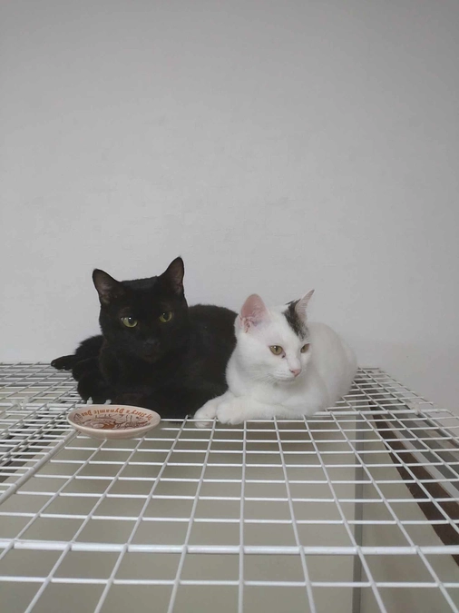 黒猫「ビター」とキジ白「あすか」のお家が決まりました！
