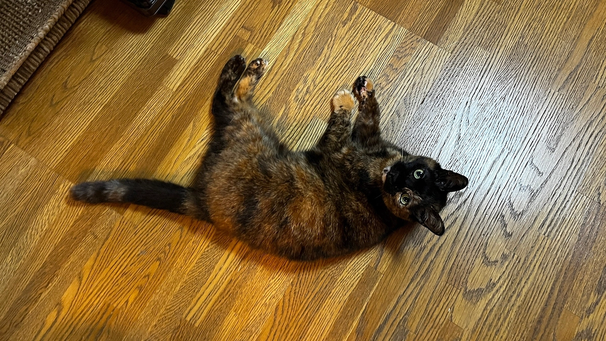 猫の森ハウスの子達の医療ケア