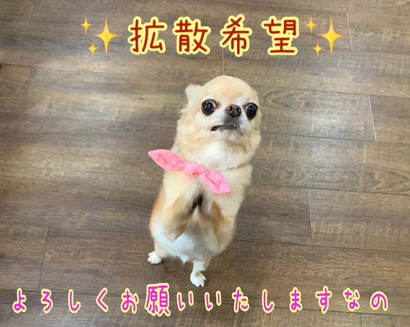 いよいよスタートなの