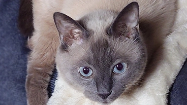 奇跡をもう一度。胸腺腫の再発と闘うどんちゃんに生きる時間を のトップ画像