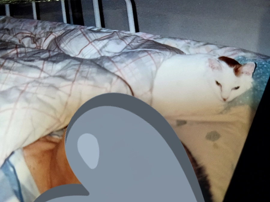 里親様からの幸せのお便り