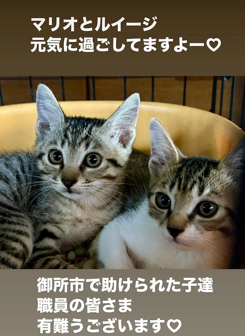 雨水管救出劇マリオブラザーズ放映されました❣️