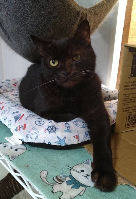 在籍猫紹介【マルコ君】