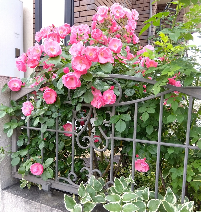 第27回目21888円のご支援金を頂戴致しました✨🙌🙏💞