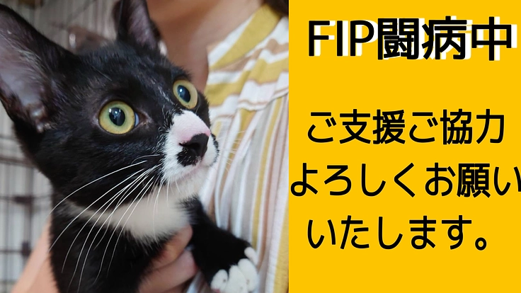 難病FIP（猫伝染性腹膜炎）になったオレオの命を繋げたい