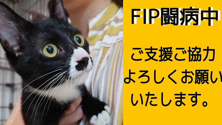 難病FIP(猫伝染性腹膜炎)になったオレオの命を繋げたい