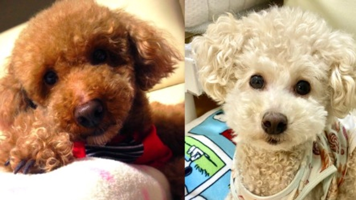 【残り4日】パフとラフ